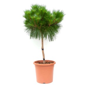 Mała sosna Sosna w doniczce, zielone igły.