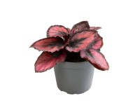 Begonia rex Red Kiss - don. 6 cm