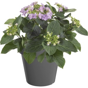 Doniczkowa roślina balkonowa i tarasowa t.b.t. z fioletowymi kwiatami i zielonymi liśćmi.