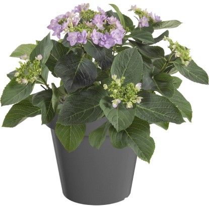 Hortensja ogrodowa (Hydrangea macrophylla) don. 9,5 cm