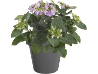 Hortensja ogrodowa (Hydrangea macrophylla) don. 9,5 cm