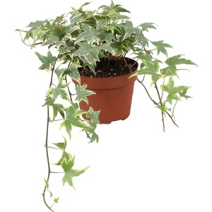 Doniczka z zielono-białym bluszczem (Hedera helix) w brązowej doniczce.