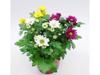 Chryzantema Stream TRIO (Chrysanthemum sp) - don. 12 cm