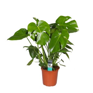 Monstera roślina doniczkowa, duże zielone liście z charakterystycznymi wcięciami.