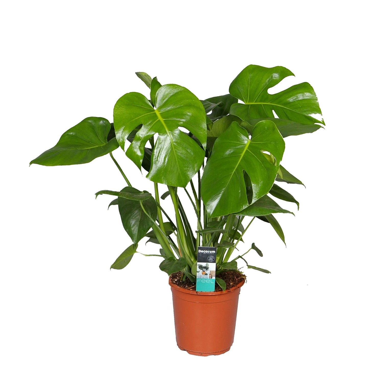 Monstera dziurawa (Monstera deliciosa) - wys. 100 cm, don. 32 cm