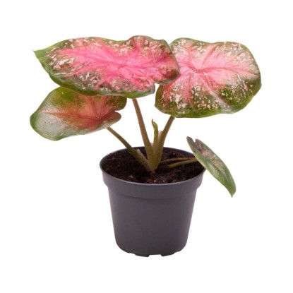 Kaladium (Caladium) Alexa - don. 6 cm