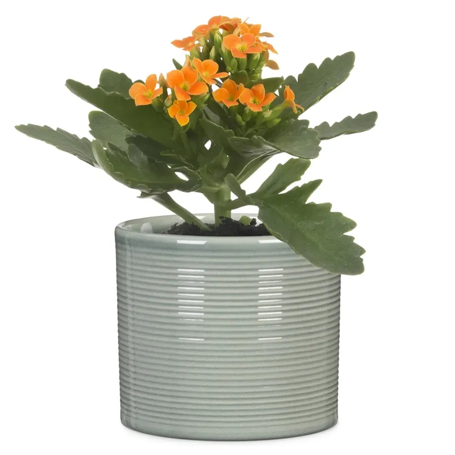 Osłonka Scheurich 828 Classic Mix z pomarańczową Kalanchoe w jasnoszarej ceramicznej doniczce.