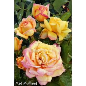 Żółto-różowa róża rabatowa, odmiana t.b.t., z otwartymi kwiatami i zielonymi liśćmi.