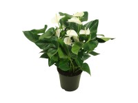 Anturium - Anthurium White 6 kwiatów wys. 60-70cm