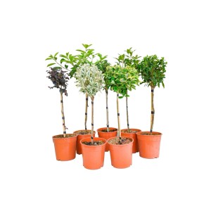 Drzewko liściaste ozdobne mix don. 7 l