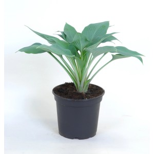 t.b.t. w doniczce, cieniolubna bylina o niebiesko-zielonych liściach.