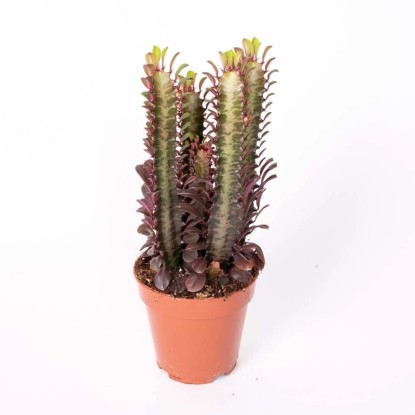 Roślina doniczkowa - don. 13-15 cm