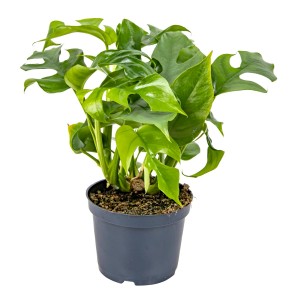 Zielona roślina doniczkowa 't.b.t.' w doniczce, duża roślina do wnętrz.