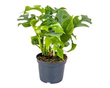 Monstera minima (Rhaphidophora tetrasperma) - 22-30 cm