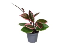 Hoya Flamingo Dream - don. 6 cm