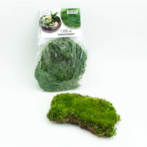 Mech do szklanego ogrodu, t.b.t., zielony mech poduszkowy, idealny do mini ogrodów i terrariów.