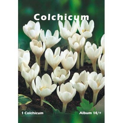 Zimowit odm. Album (Colchicum sp.)