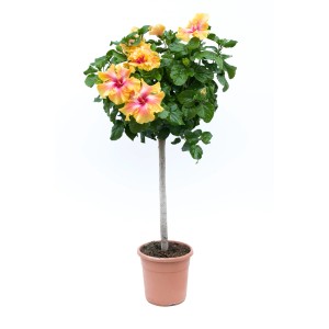 Ketmia (hibiskus) jako drzewko ze żółto-czerwonymi kwiatami w doniczce.