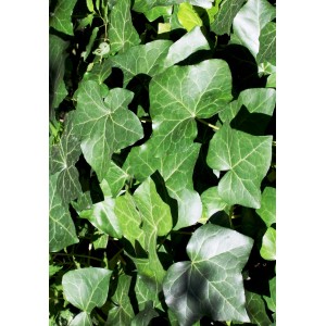 Zbliżenie na zielony bluszcz pospolity (Hedera helix) z wyraźnymi żyłkami liści.