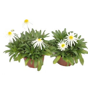 Kwitnąca roślina t.b.t. z białymi kwiatami w doniczce.