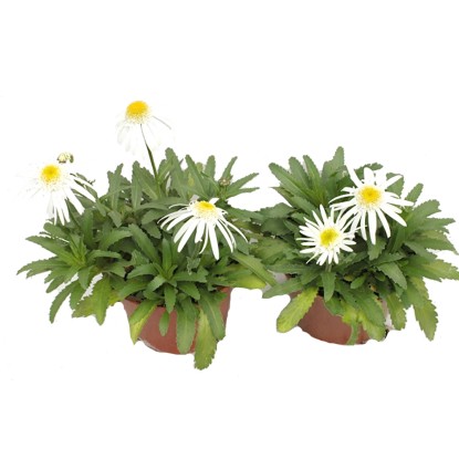 Złocień (Leucanthemum Angel) don.17 cm mix