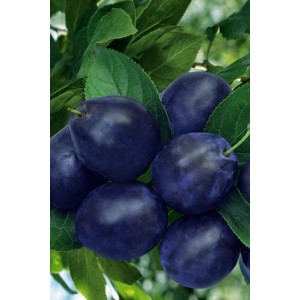 Świeże, dojrzałe śliwki (Śliwy) t.b.t. na drzewie.