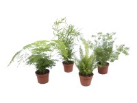 Asparagus różne odmiany