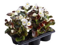 Begonia (Begonia) semper florens misa - don. 21 cm