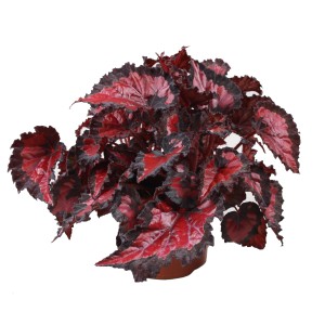 Kwitnąca roślina t.b.t. z czerwonymi liśćmi w doniczce.