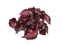 Begonia (Begonia) Inca Night - don. 12 cm