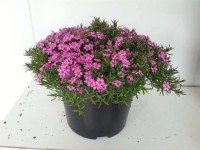 Floks (Phlox) Subulata mix - don. 19 cm