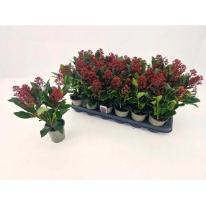 Zdjęcie: t.b.t., roślina stojąca z czerwonymi jagodami i zielonymi liśćmi w doniczkach.