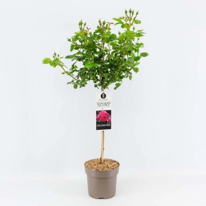 Róża rabatowa na pniu w doniczce z różowymi kwiatami i zielonymi liśćmi.