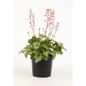 t.b.t. w doniczce: Delikatna roślina doniczkowa z różowymi kwiatami i zielono-srebrnymi liśćmi.