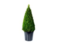 Bukszpan - Buxus sempervire ns stożek wys70-80cm don.26cm