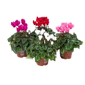 Trzy cyklameny (Fiołek alpejski) w kolorach różowym, czerwonym i białym w doniczkach.