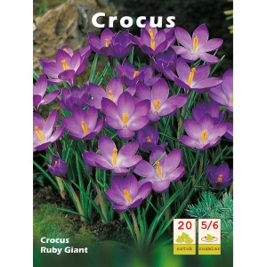 Krokus 'Ruby Giant' cebulki kwiatowe z fioletowymi kwiatami.