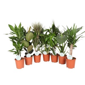 Rośliny zielone mix don. 21 cm