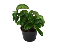 Hoya carnosa Krinkle wys. . 8-15cm don.10,5cm