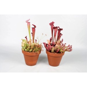 Dwie doniczki z roślinami t.b.t., mięsożerne dzbaneczniki w kolorze czerwonym i zielonym.