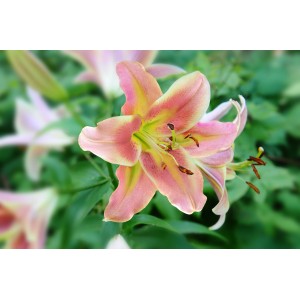 Zbliżenie różowo-żółtego kwiatu lilii, kategoria cebulki kwiatowe.