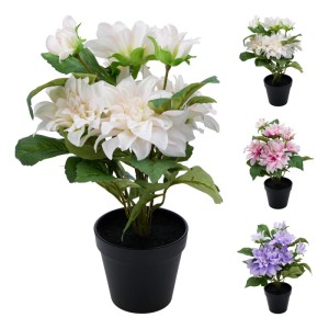 Kwiat Dalia w doniczce mix - 42 cm