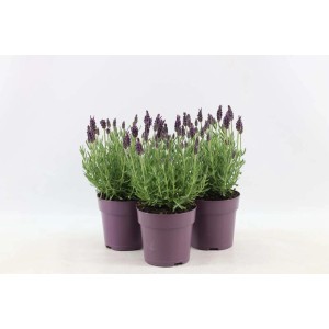 Trzy rośliny lawendy (t.b.t.) w fioletowych doniczkach, rośliny kwitnące na rabaty i balkony.