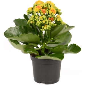 Flaming Katy Signal żółto-pomarańczowa w doniczce 9 cm, Kalanchoe roślina doniczkowa.