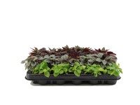 Peperomia mini mix wys. 5-10cm