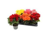 Begonia (Begonia spp.) mix kolorów don. 13 cm