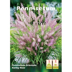 Pennisetum Karley Rose z różowymi kwiatostanami i zielonymi liśćmi.