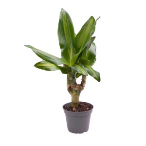 Dracena w doniczce, zielone liście z żółtymi paskami.