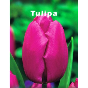 Zbliżenie różowego tulipana, kategoria cebulki kwiatowe.