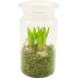 4Flower Hiacynt w szkle 3 cebule wys.25cm don.16cm